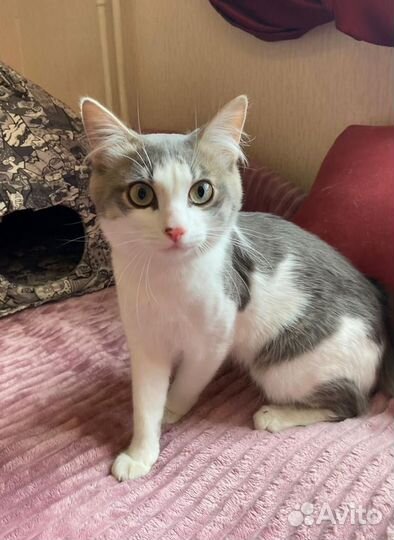 Котик Лютик в добрые руки