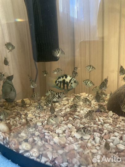 Сапфирный попугай