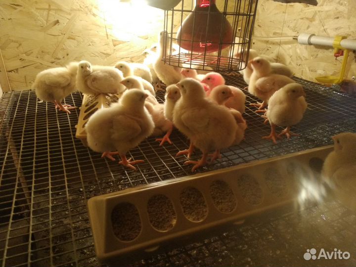 Цыплята бройлеры суточные подрощеные