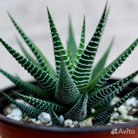 Суккуленты хавортия