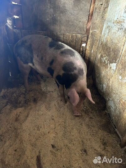 Свиноматка