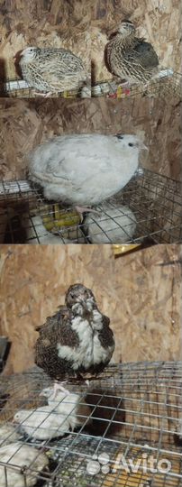 Инкубационное яйцо и перепела разных пород