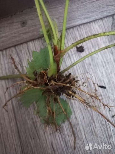 Рассада клубники