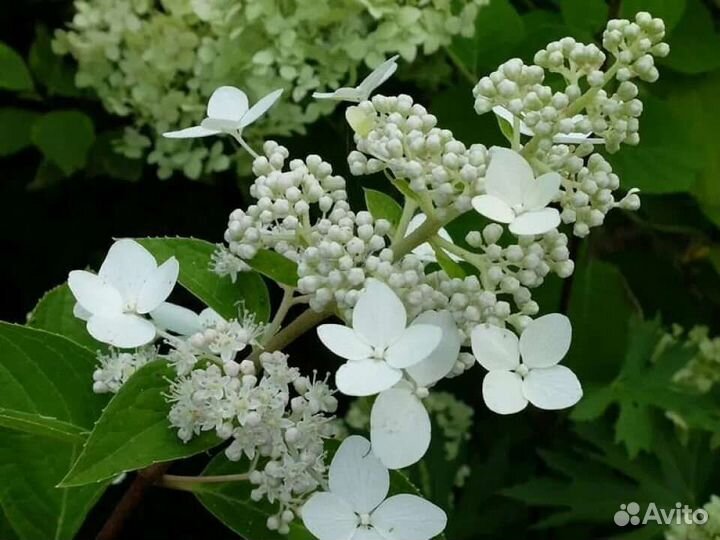 Гортензия метельчатая киушу