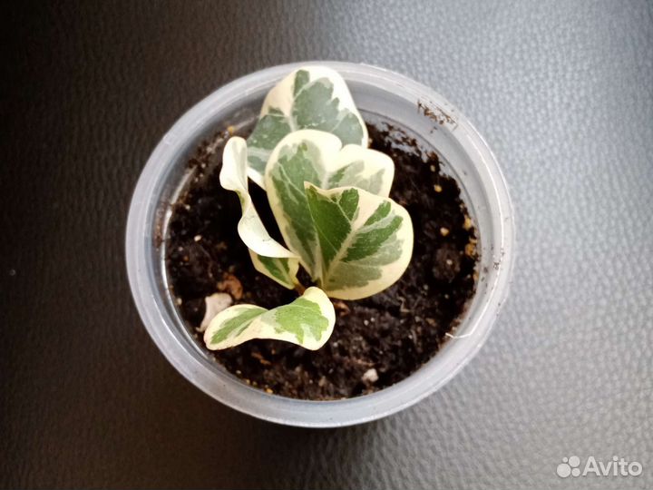 Фикус Ивалистный, Вайт марджин, ретуза гавайская