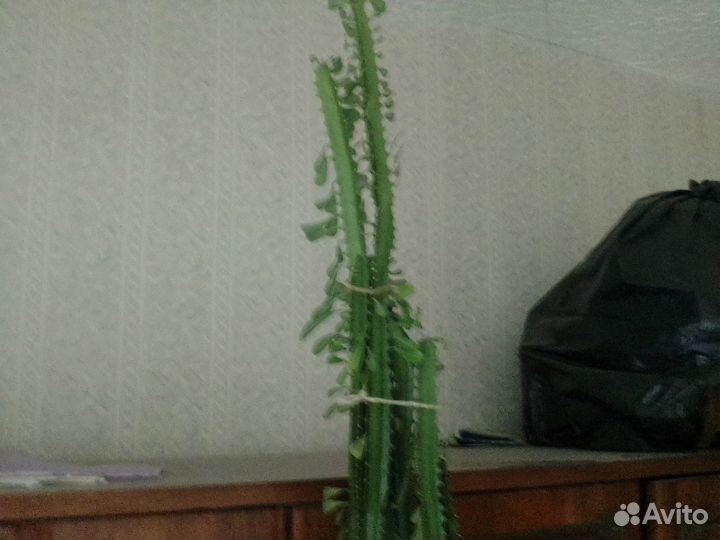 Эуфорбия (молочай трёхгранный)