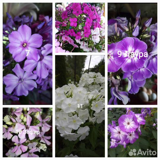 Флокс метельчатый. Пион 