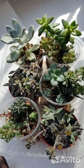 Суккуленты садик, микс