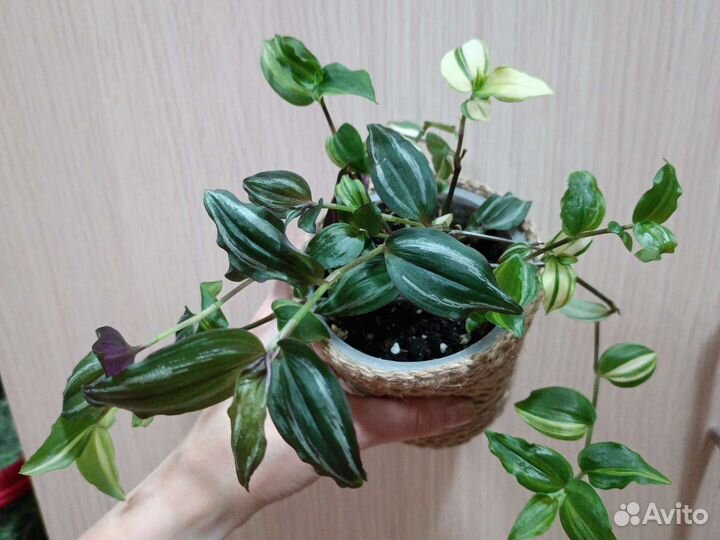 Традисканция