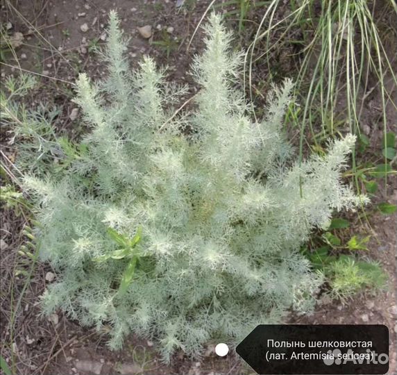 Полынь шелковистая