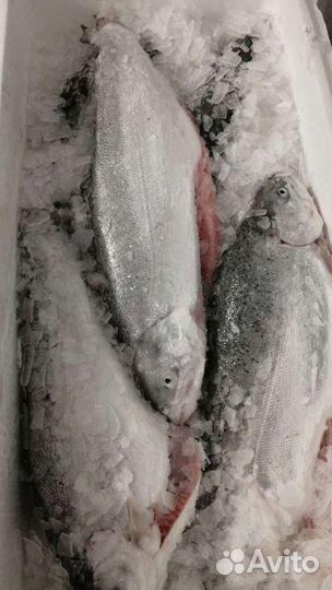 Лосось охлажденный. Атлантика