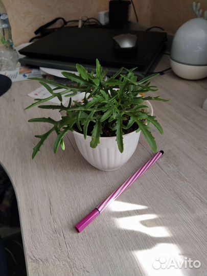 Каланхоэ рассеченное лациниата 