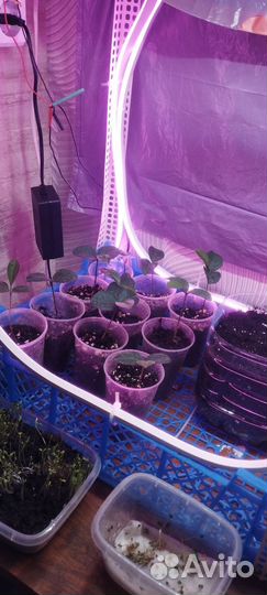 Саженцы помело