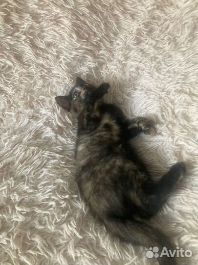 Котенок девочка в дар