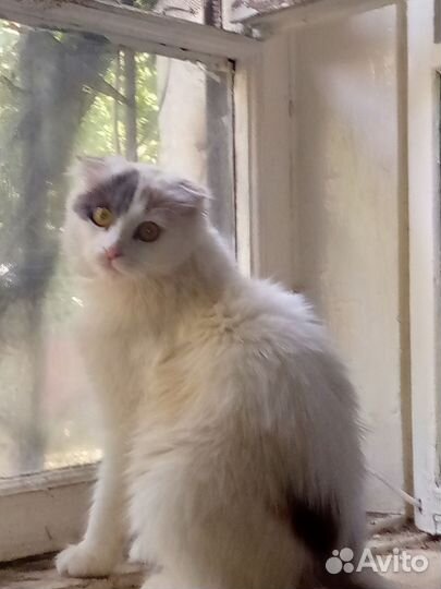 Кошечка вислоухая