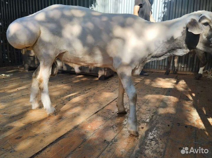 Курдючные бараны