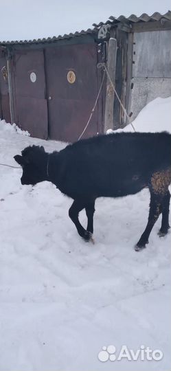 Продается телочка, годовалая