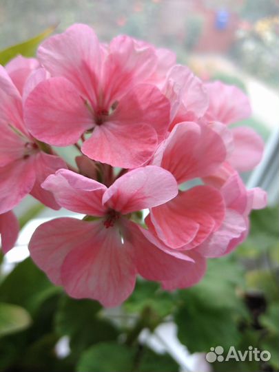Пеларгония герань