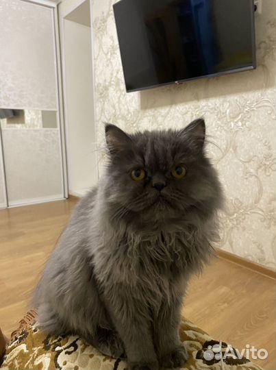 Кошка в дар