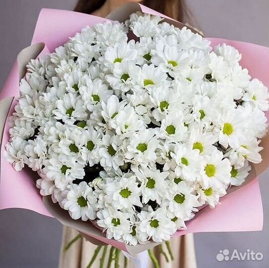 Хризантема