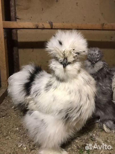 Инкубационное яйцо породистых кур