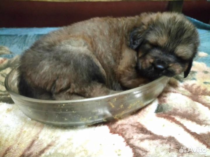 Собака длинношерстная