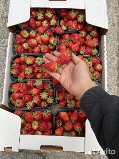 Клубника свежая отправка в регионы