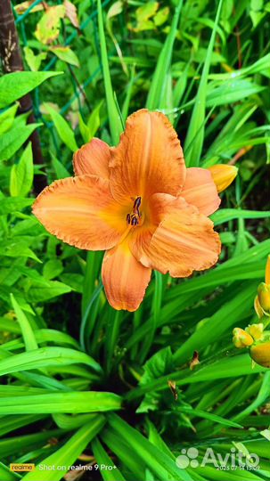 Лилейники крупные, красивые сортовые