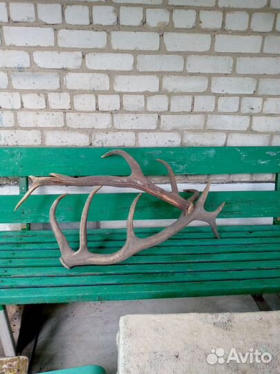 Рога оленя