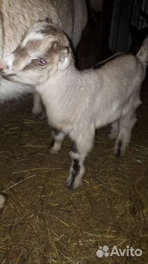 Козлик 4 месяца