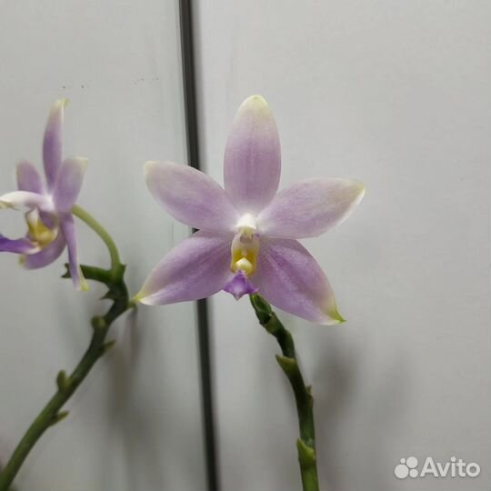 Орхидея фаленопсис