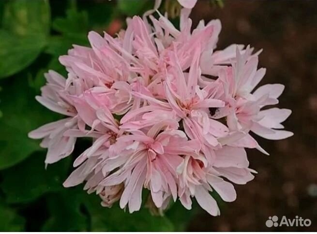 Пеларгония герань сортовая черенки