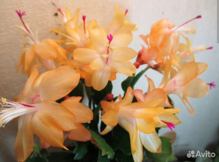 Декабрист шлюмбергера желтый