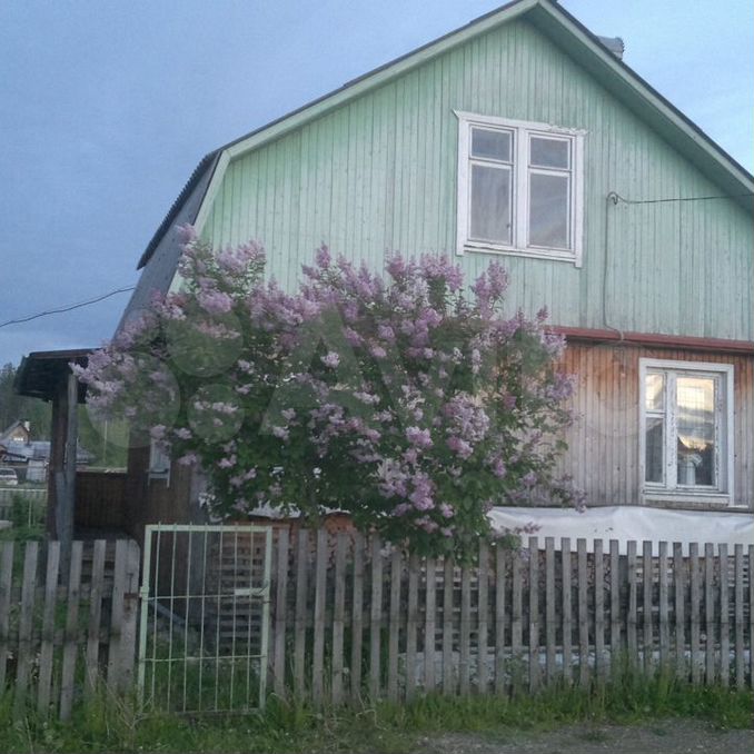 Авито сыктывкар частные объявления. Дырнос тюльпан.