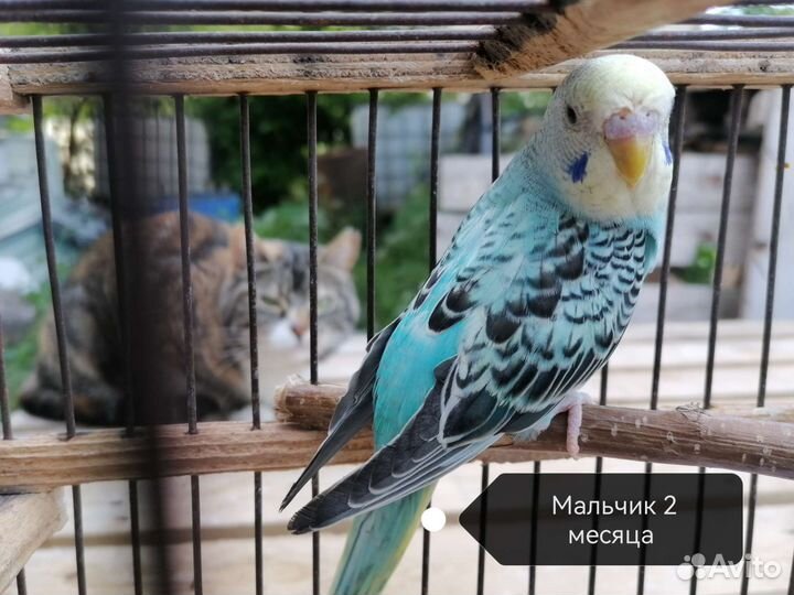 Волнистый попугай