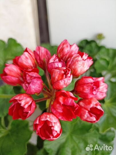 Срезы сортовых пеларгоний