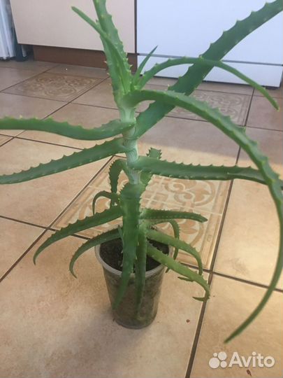 Алоэ лечебный