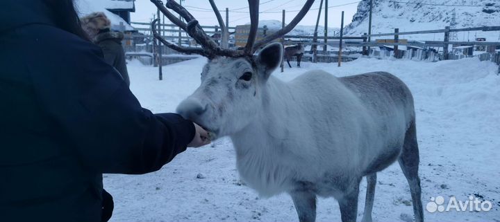 Кировск, Хибины экскурсия