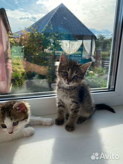 Котята в добрые руки бесплатно