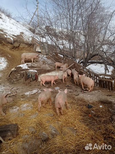 Поросенок ландрас