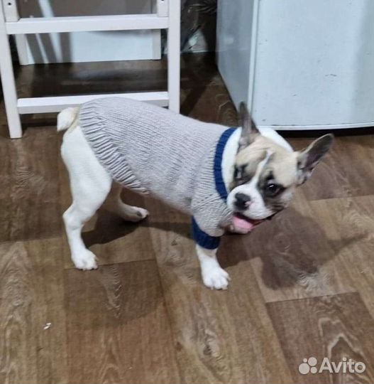 Вязание на заказ теплых вещей для собак и кошек