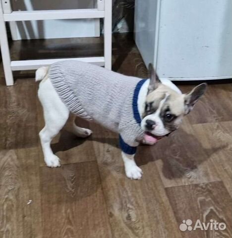 Вязание на заказ теплых вещей для собак и кошек