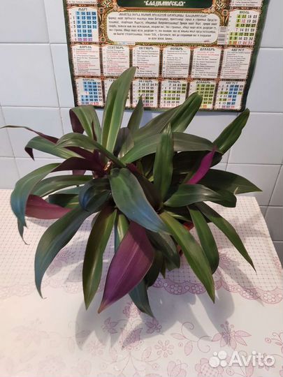 Традесканция рео