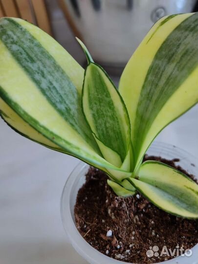 Сансевиерия Hahnii Tsunami,Gold Banner