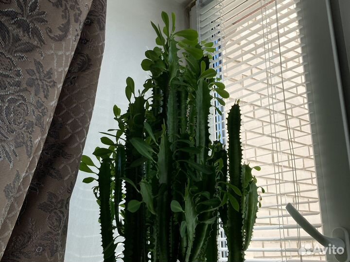 Кактус молочай трёхгранный