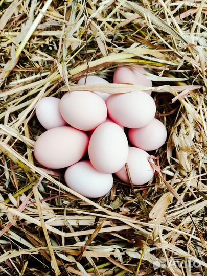 Домашние куриные яйца