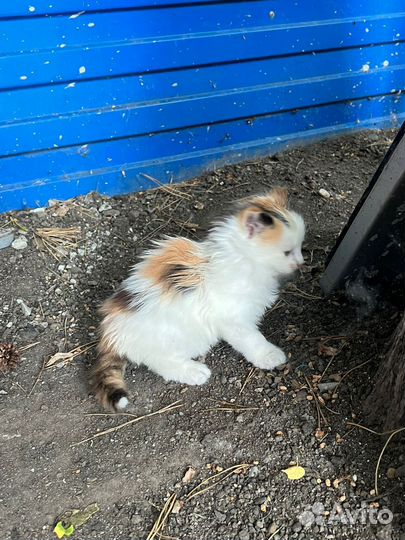 Отдам котёнка