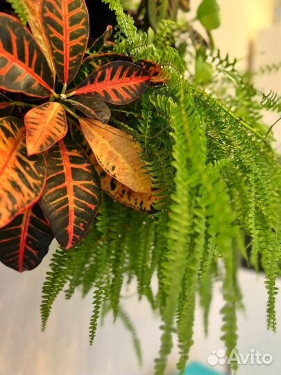 Фитокартина из живых комнатных растений