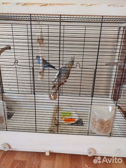 Пара попугаев