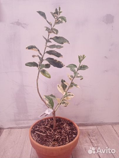 Лимон Сангвинеум вариегатный